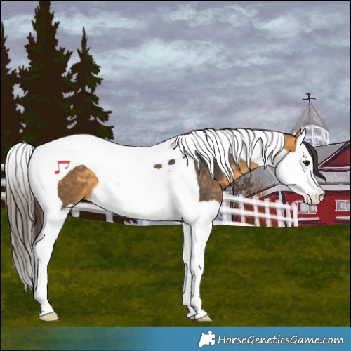 Horse Color:Buckskin Splash Tobiano 