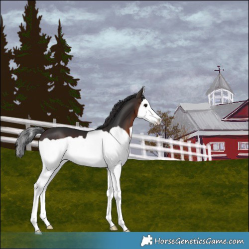 Horse Color:Brown Splash