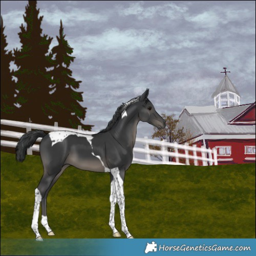 Horse Color:Black Tobiano