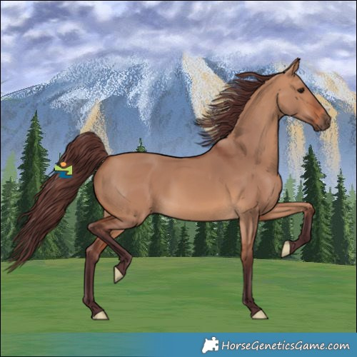 Horse Color:Chocolate Bay Dun 