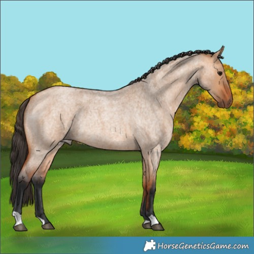 Horse Color:Bay Roan Dun Rabicano 