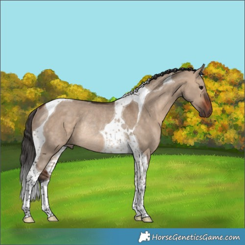 Horse Color:Bay Dun Tobiano Rabicano