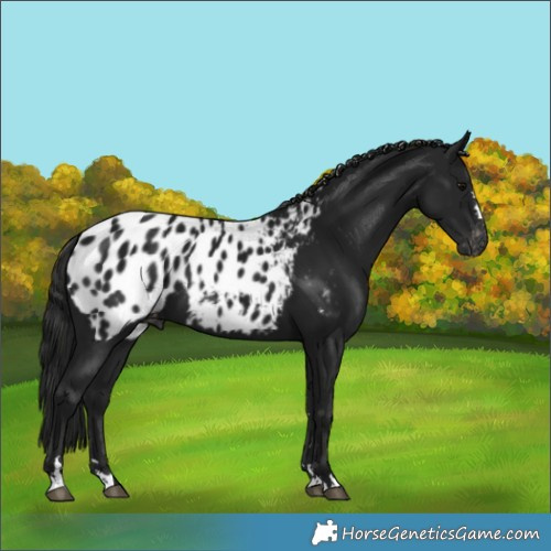 Horse Color:Gray Black Blanket