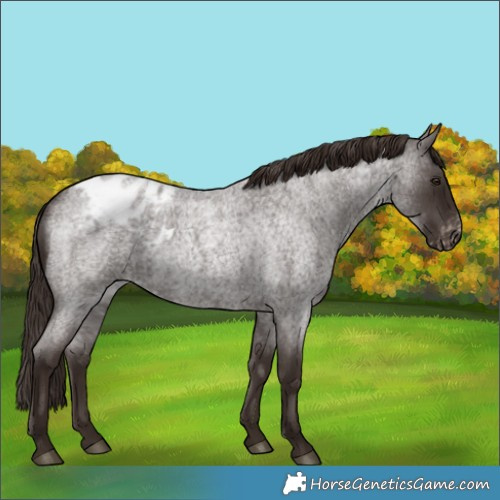 Horse Color:Liver Red Roan Blanket Rabicano 