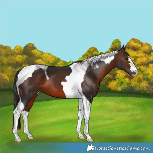Horse Color:Bay Tobiano 