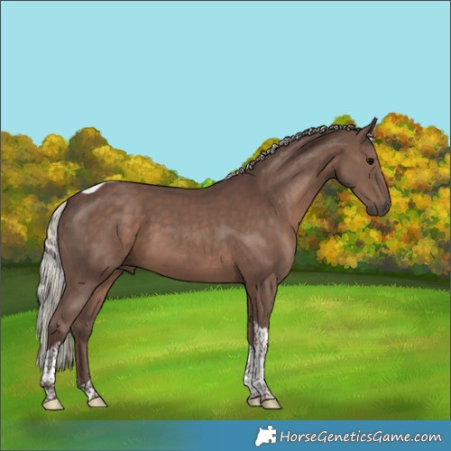 Horse Color:Silver Black Tobiano
