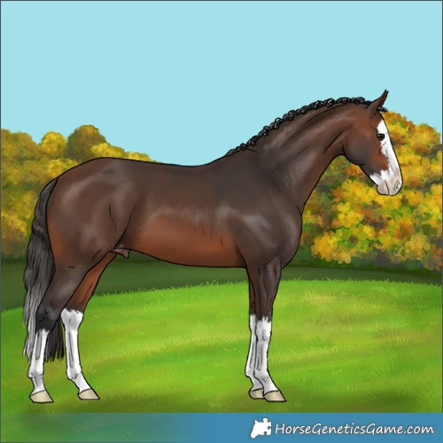 Horse Color:Brown Splash Varnish