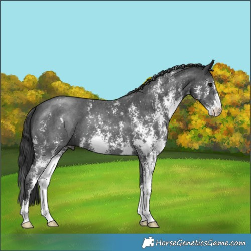 Horse Color:Black Sabino 