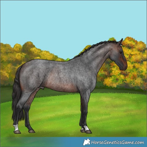 Horse Color:Brown Roan Rabicano