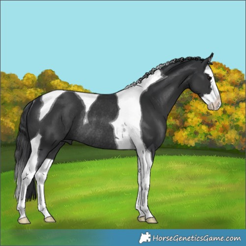 Horse Color:Black Splash Tobiano Rabicano 