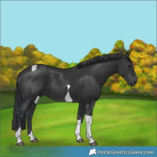 Horse Color:Black Tobiano Rabicano