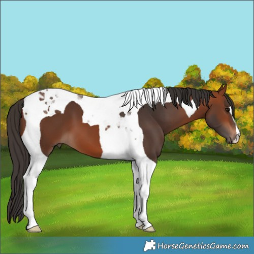 Horse Color:Bay Tobiano