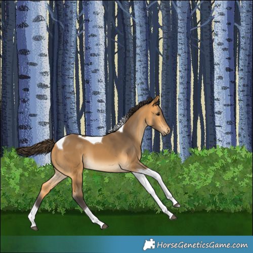 Horse Color:Buckskin Tobiano 