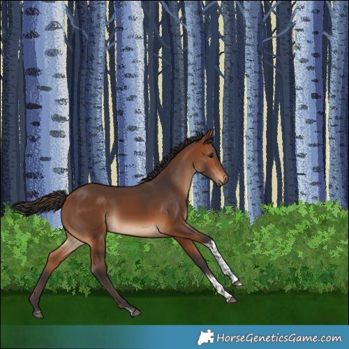 Horse Color:Bay Tobiano 