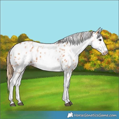 Horse Color:White Spotted Chestnut Frame Leopard 