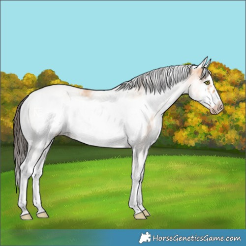 Horse Color:White Spotted Amber Champagne Frame 