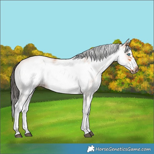 Horse Color:White Spotted Bay Frame 