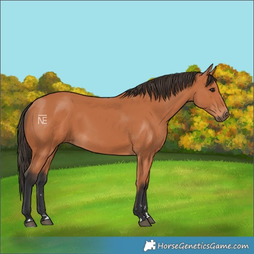 Horse Color:Bay Rabicano 