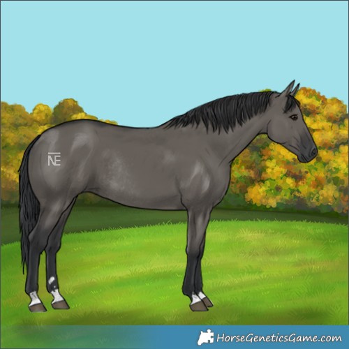 Horse Color:Grullo Rabicano