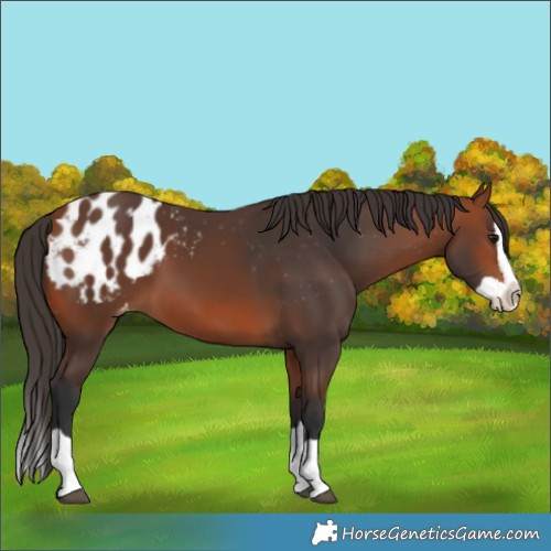 Horse Color:Bay Splash Blanket 