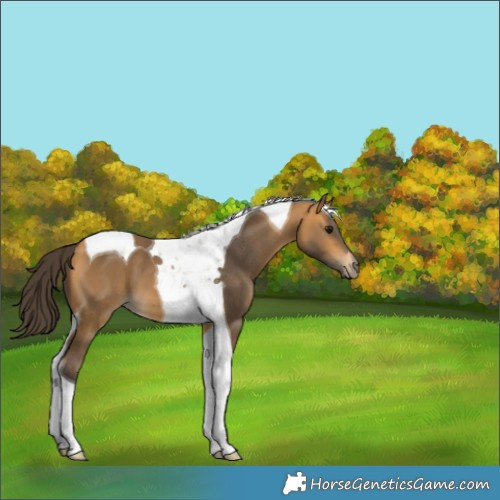 Horse Color:Buckskin Tobiano 