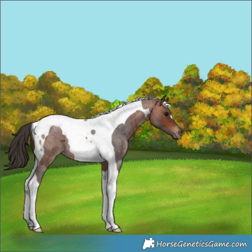 Horse Color:Bay Roan Tobiano