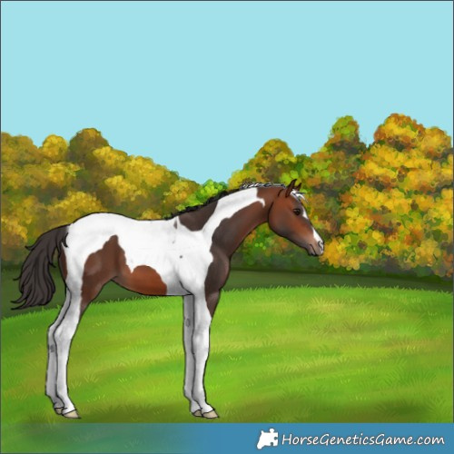 Horse Color:Bay Tobiano 