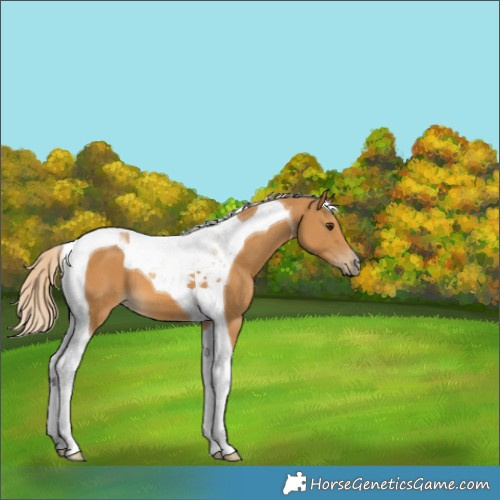 Horse Color:Palomino Tobiano 