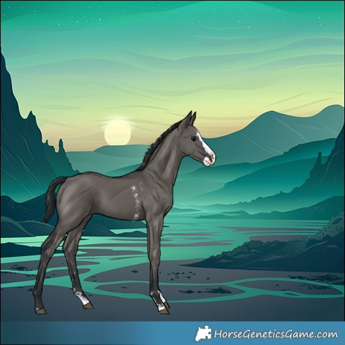 Horse Color:Grullo Sabino Splash 