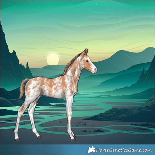 Horse Color:Chestnut Sabino 