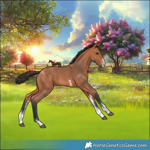 Horse Color:Bay Sabino