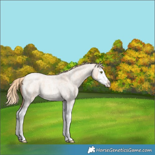 Horse Color:Gold Champagne Roan Dun Splash