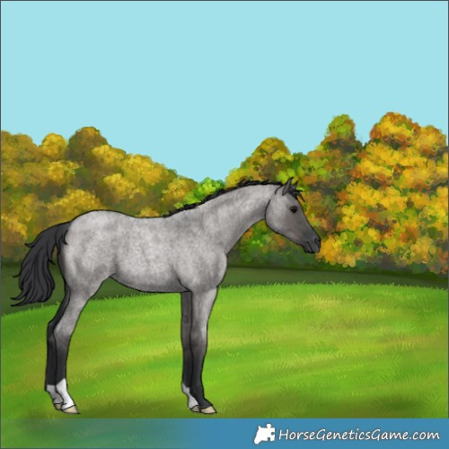 Horse Color:Grullo Roan