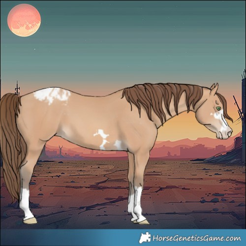 Horse Color:Amber Champagne Varnish