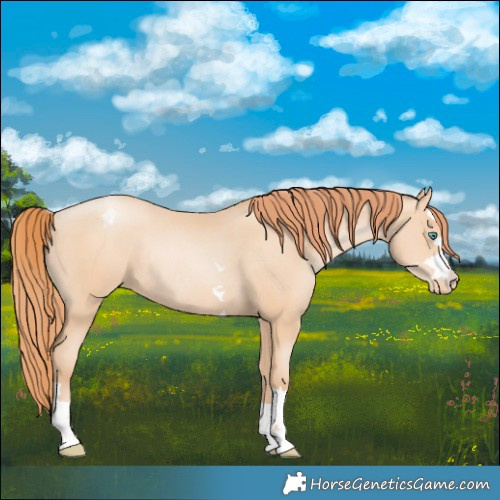 Horse Color:Amber Champagne Pearl Varnish Rabicano 
