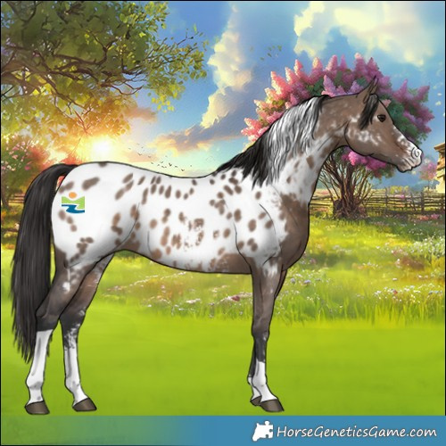 Horse Color:Brown Dun Sabino Tobiano Near Leopard 