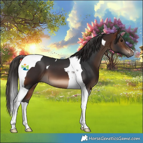 Horse Color:Brown Tobiano 