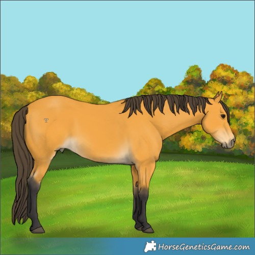 Horse Color:Buckskin