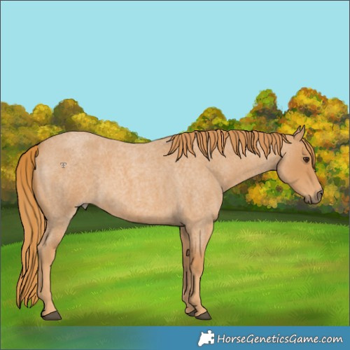 Horse Color:Red Roan