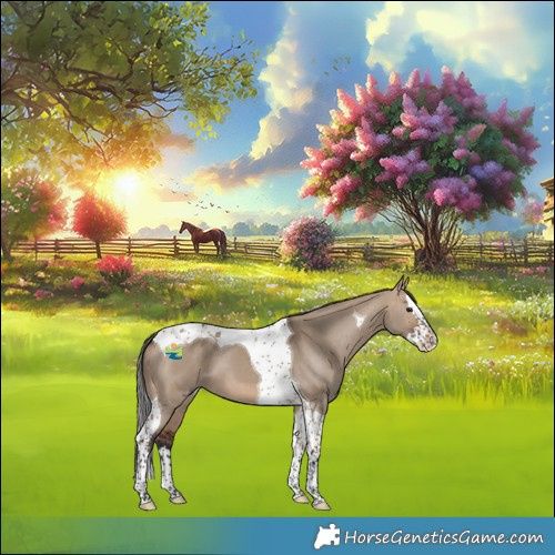 Horse Color:Bay Dun Splash Tobiano 