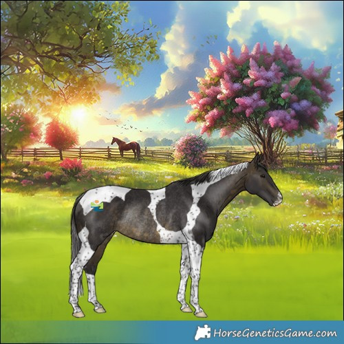 Horse Color:Buckskin Tobiano Rabicano 
