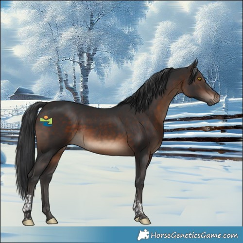 Horse Color:Brown Tobiano Rabicano 