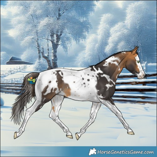 Horse Color:White Spotted Buckskin Splash Tobiano Varnish Rabicano