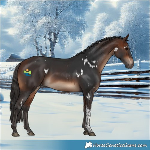 Horse Color:White Spotted Bay Tobiano Rabicano 