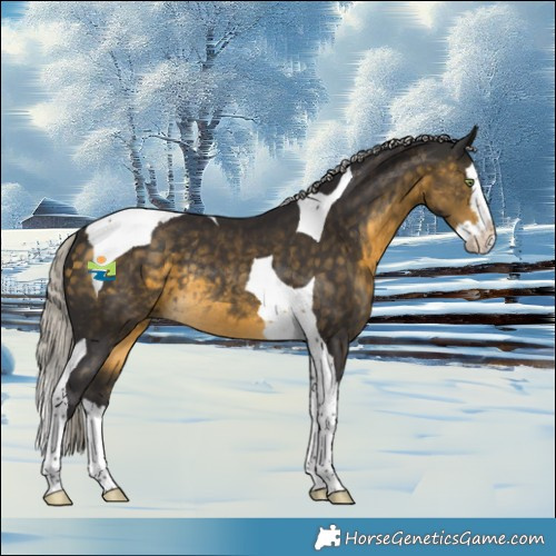 Horse Color:Silver Buckskin Splash Tobiano Rabicano