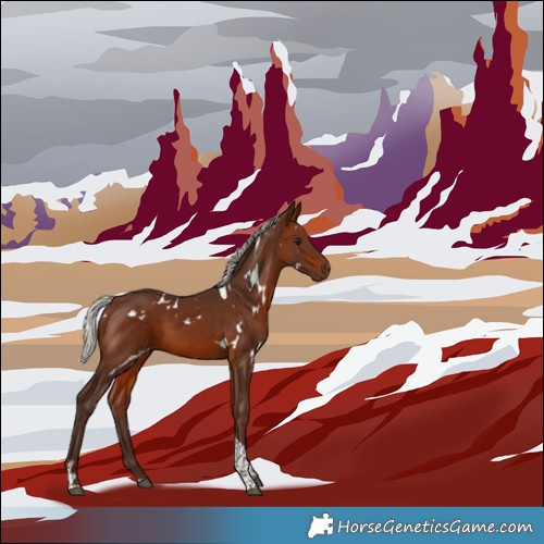 Horse Color:White Spotted Silver Bay Tobiano