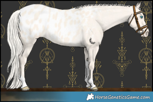 Horse Color:Cremello Dun Tobiano Appaloosa