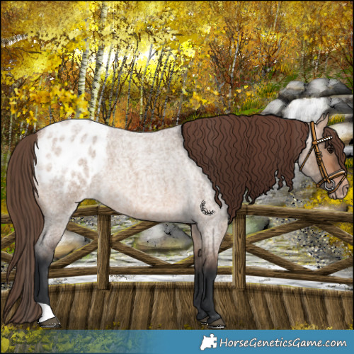 Horse Color:Bay Roan Dun Blanket 