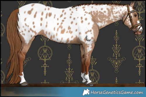 Horse Color:Red Dun Near Leopard 