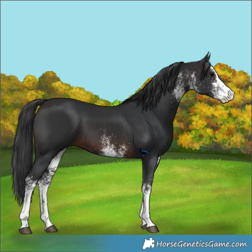 Horse Color:White Spotted Brown 